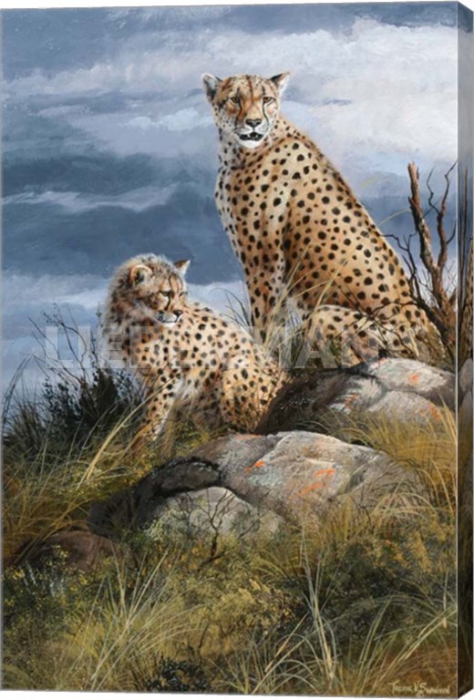 At Watch on The Plains - Cheetahs - 8" x 12" Gallery Wrapped Canvas