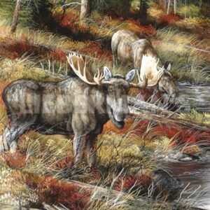 At Water's Edge - Bull Moose - Art Prints