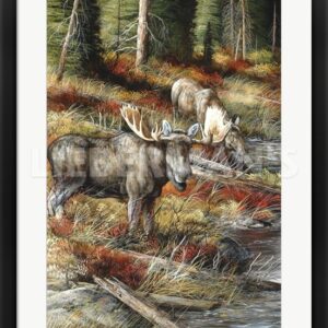 At Waterβs Edge - Bull Moose - 25" x 34" Framed Art Print