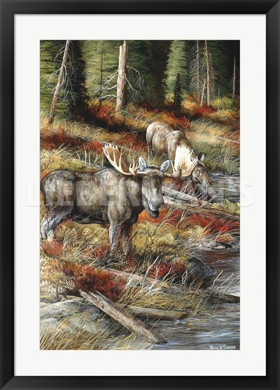 At Water’s Edge - Bull Moose - 25" x 34" Framed Art Print