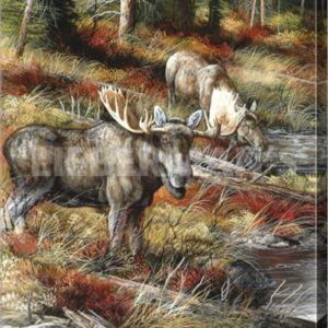 At Water’s Edge - Bull Moose - 18" x 28" Gallery Wrapped Canvas