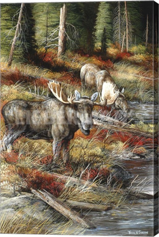 At Water’s Edge - Bull Moose - 18" x 28" Gallery Wrapped Canvas