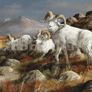 Autumn Kings - Dall Sheep - Art Prints