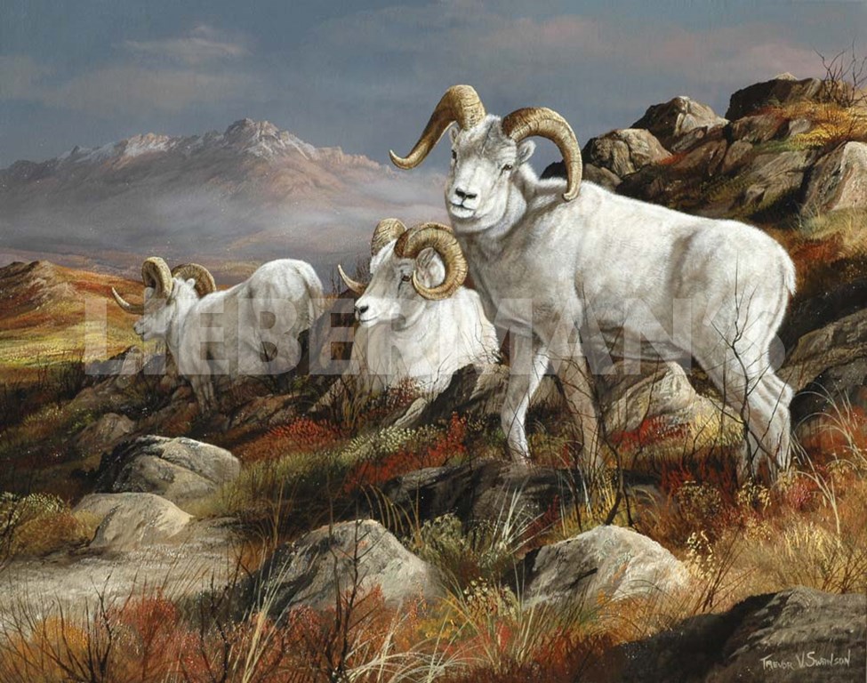 Autumn Kings - Dall Sheep - Art Prints