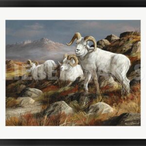 Autumn Kings - Dall Sheep - 31" x 26" Framed Art Print