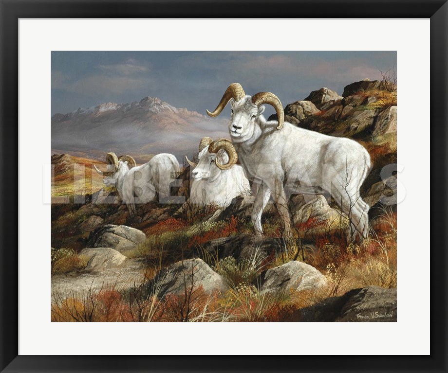 Autumn Kings - Dall Sheep - 31" x 26" Framed Art Print