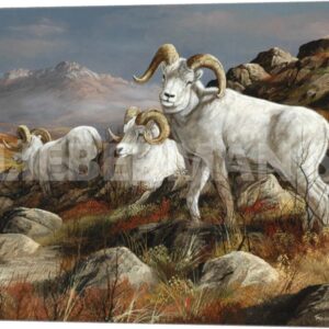Autumn Kings - Dall Sheep - 24" x 19" Gallery Wrapped Canvas