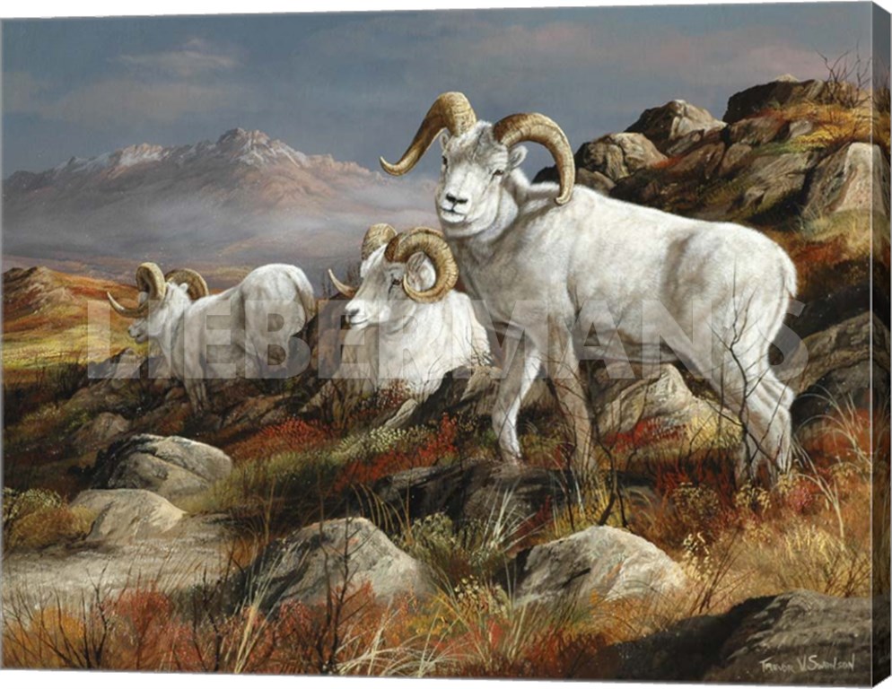 Autumn Kings - Dall Sheep - 24" x 19" Gallery Wrapped Canvas
