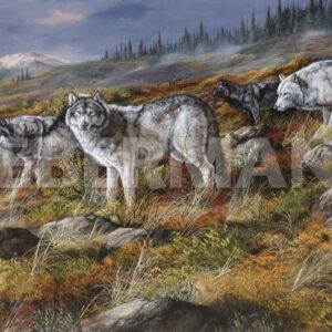 Autumn in Alaska - Wolf Pack - Art Prints