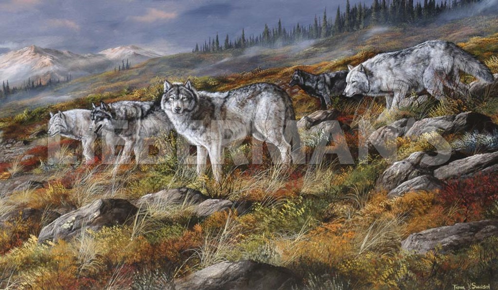 Autumn in Alaska - Wolf Pack - Art Prints