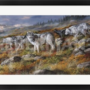 Autumn in Alaska - Wolf Pack - 31" x 21" Framed Art Print