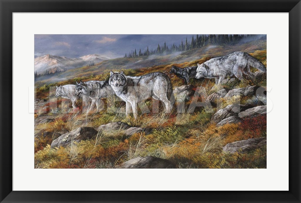 Autumn in Alaska - Wolf Pack - 31" x 21" Framed Art Print