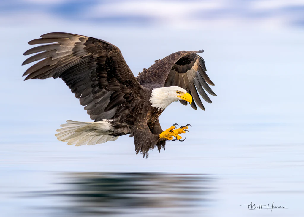 Bald Eagle Streaking - Poster Paper
