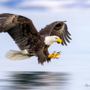 Bald Eagle Streaking - Unstretched Canvas