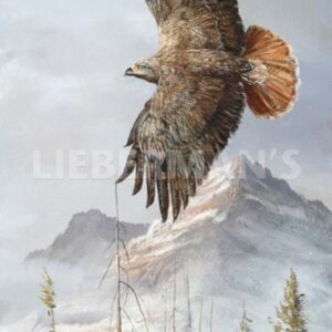 Binking in Flight - Golden Eagle - Art Prints