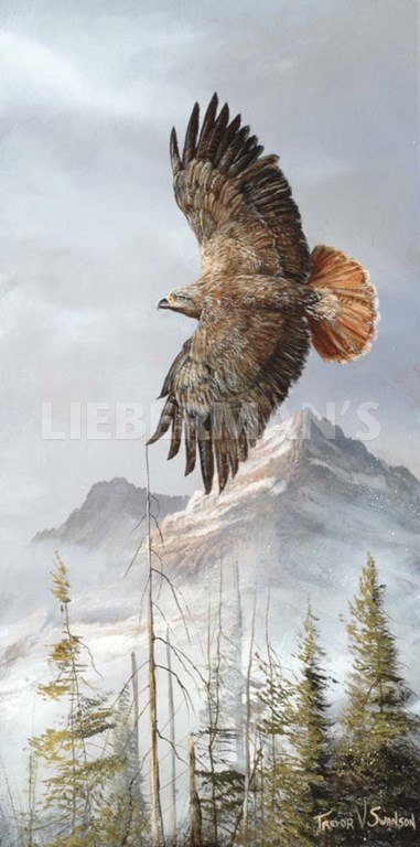 Binking in Flight - Golden Eagle - Art Prints