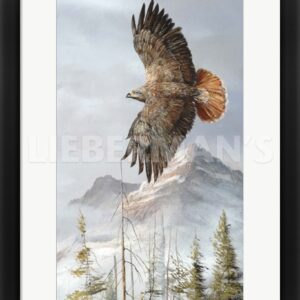 Binking in Flight - Golden Eagle - 19″ x 31″ Framed Art Print