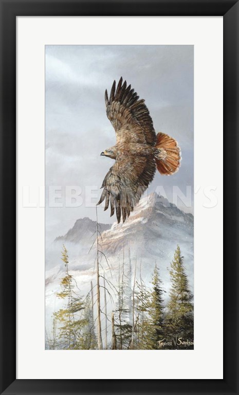 Binking in Flight - Golden Eagle - 19″ x 31″ Framed Art Print