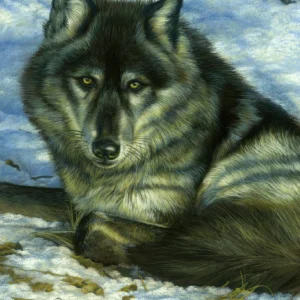 Black Wolf Portrait - Unstretched Canvas