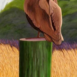 Blue Eyed Pelican I - Poster Paper