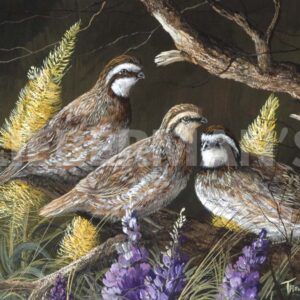 Bobwhite Trio 1 - Art Prints