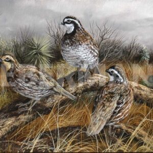 Bobwhite Trio 2 - Art Prints