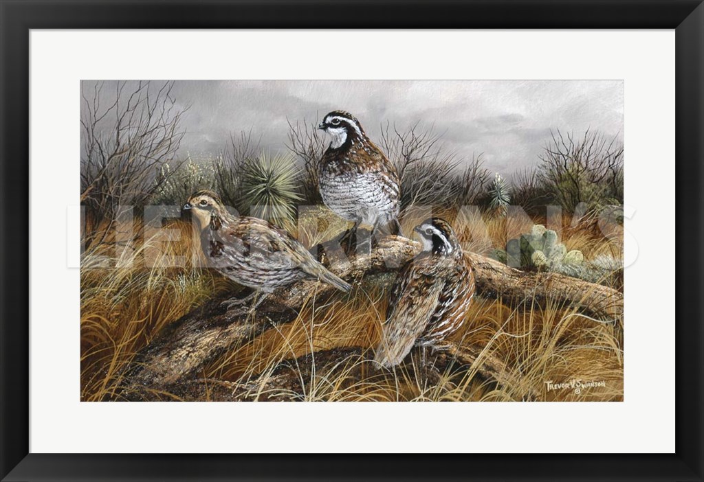 Bobwhite Trio 2 - 31″ x 21″ Framed Art Print