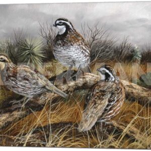 Bobwhite Trio 2 - 24″ x 14″ Gallery Wrapped Canvas