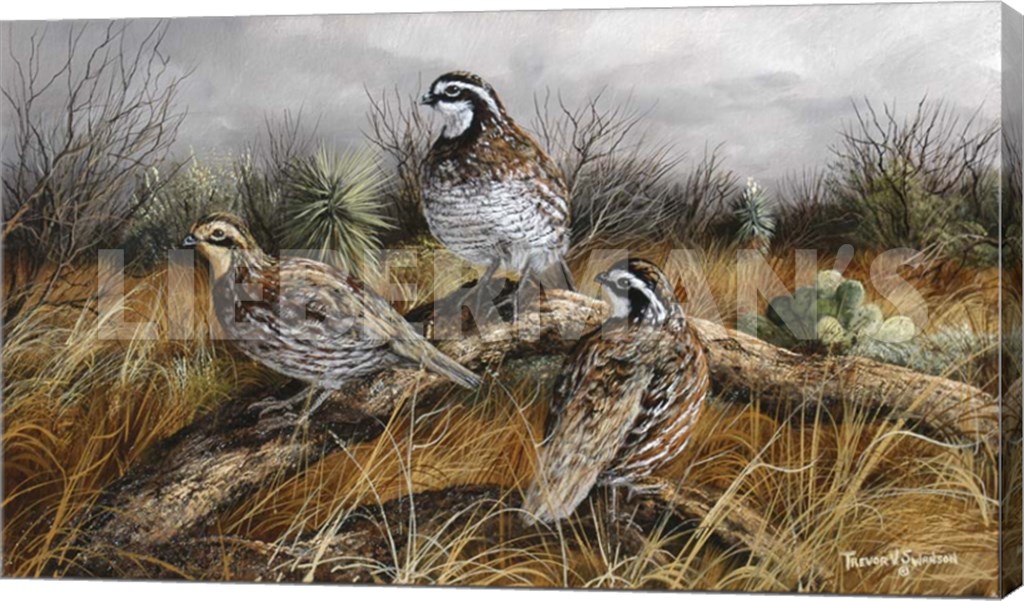 Bobwhite Trio 2 - 24″ x 14″ Gallery Wrapped Canvas