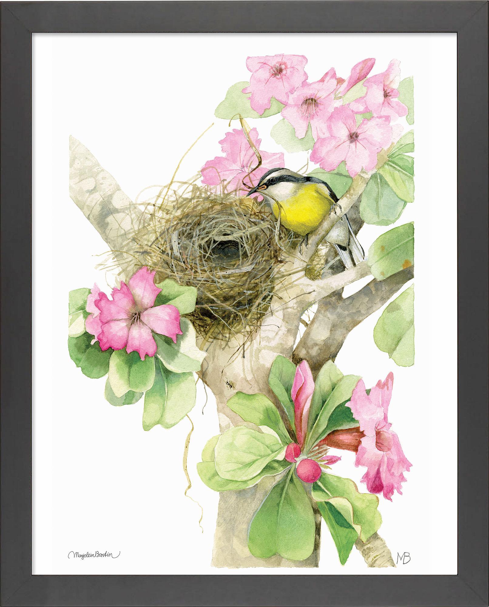 Building a Tropical Home - Bananaquit Songbird - 11″ x 14″ Art Print