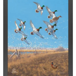 Courtship Flight Mallard - 11″ x 14″ Art Print - Official Ducks Unlimited Art
