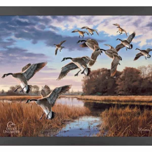Daybreak Descent Canada Geese 11″ x 14″ Art Print – Ducks Unlimited