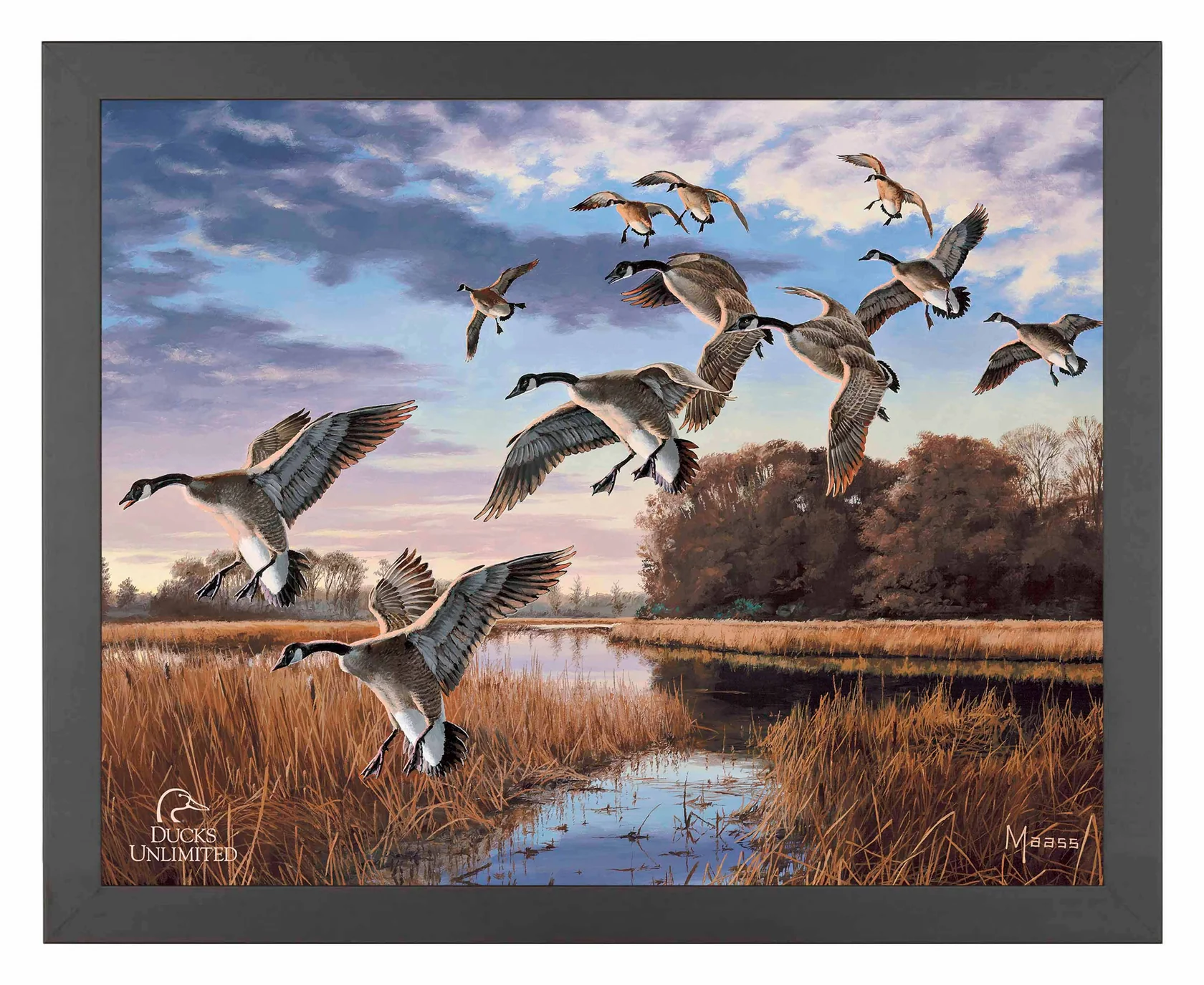 Daybreak Descent Canada Geese 11″ x 14″ Art Print – Ducks Unlimited