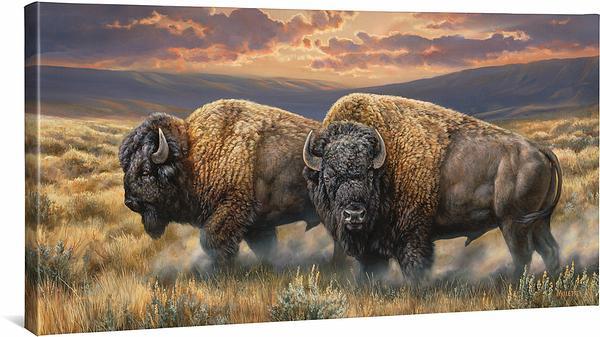 Dusty Plains - Bison - 18" x 36" Gallery Wrapped Canvas