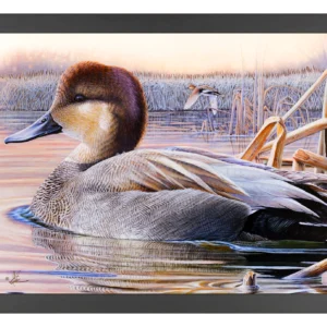 East of Eden - Grey Duck - 11″ x 14″ Art Print