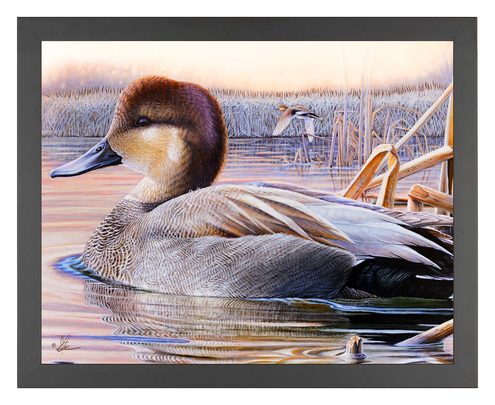 East of Eden - Grey Duck - 11″ x 14″ Art Print