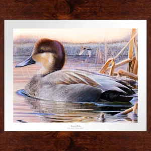 East of Eden - Grey Duck - Limited Edition Paper