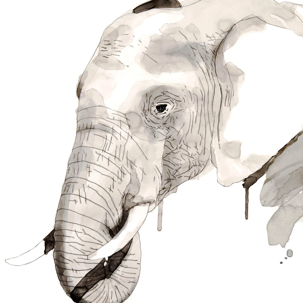 Elephant - Giclée Paper
