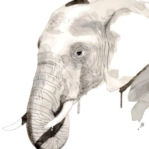 Elephant - Unstretched Canvas
