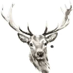 Elk - Poster Paper