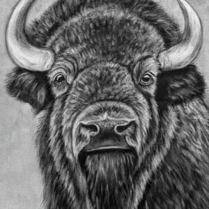 Ember of the Wild - Bison - Poster Paper