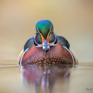 Facing Off with Wood Duck - Unstretched Canvas