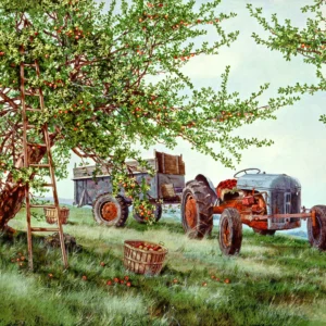 Gathering Apples - Unstretched Canvas