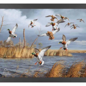 Greenhead Alert Mallards - 11″ x 14″ Art Print - Official Ducks Unlimited Art