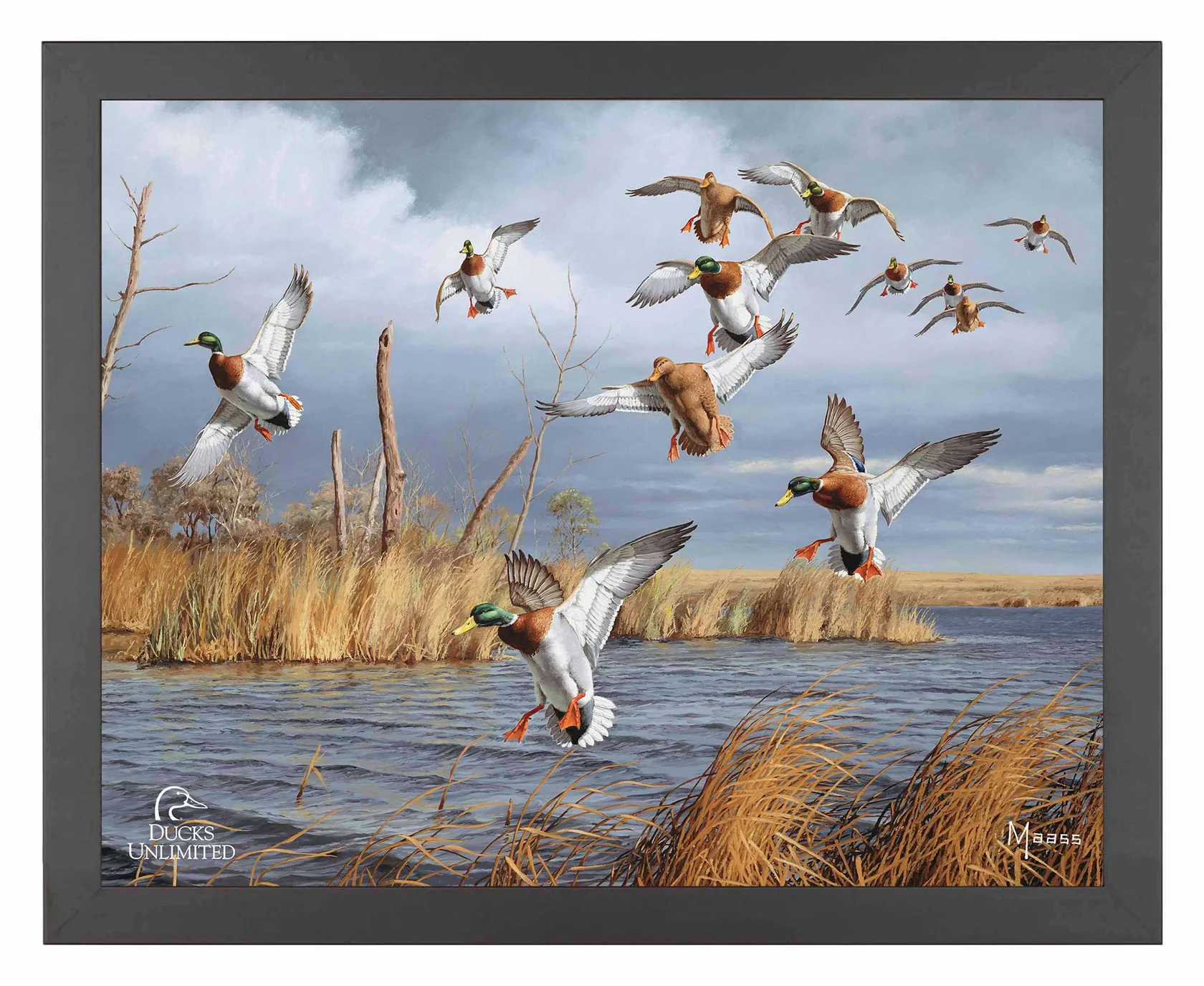 Greenhead Alert Mallards - 11″ x 14″ Art Print - Official Ducks Unlimited Art