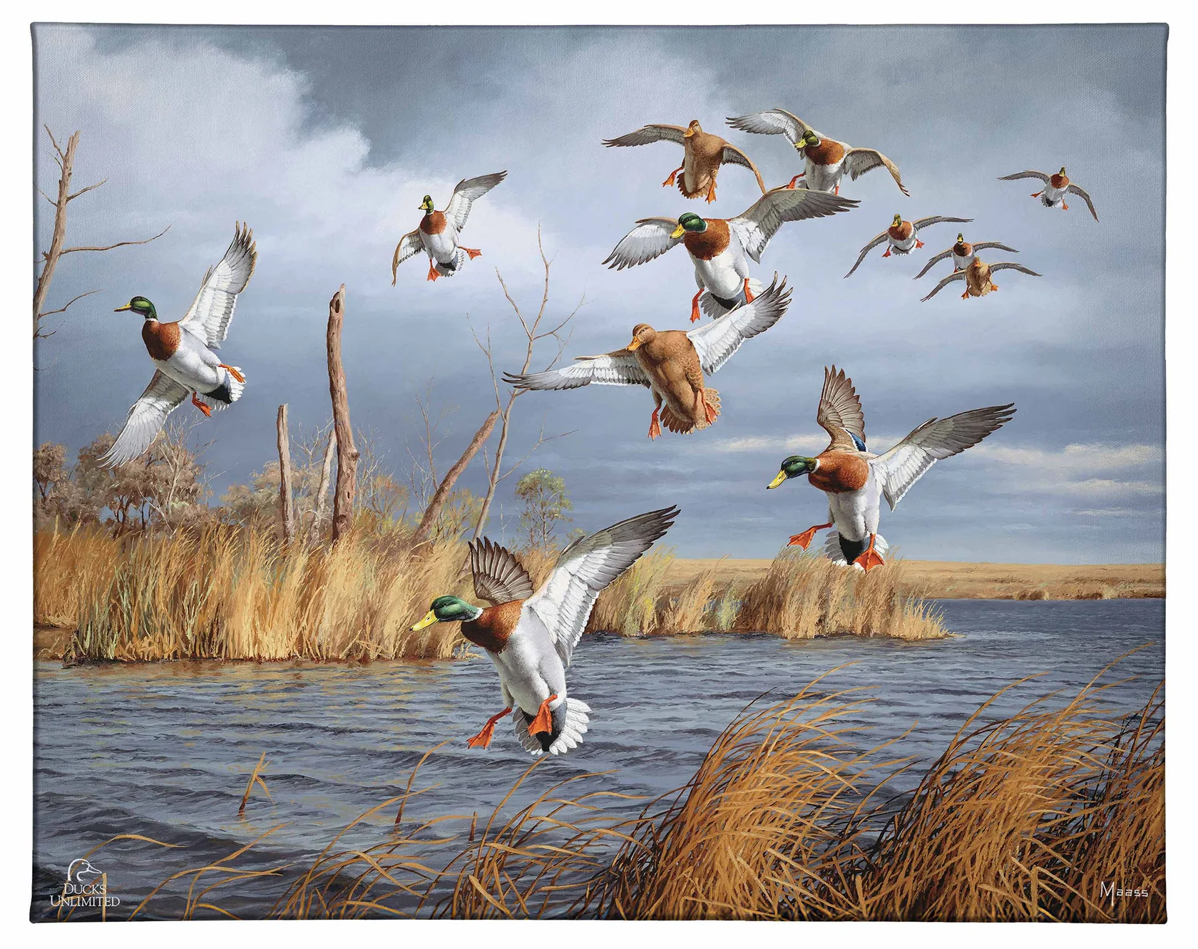 Greenhead Alert - Mallards Gallery Wrapped Canvas - Official Ducks Unlimited Art