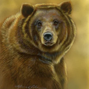 Grizzly Bear Portrait - Giclée Paper