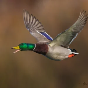 Happy Mallard Flying - Unstretched Canvas