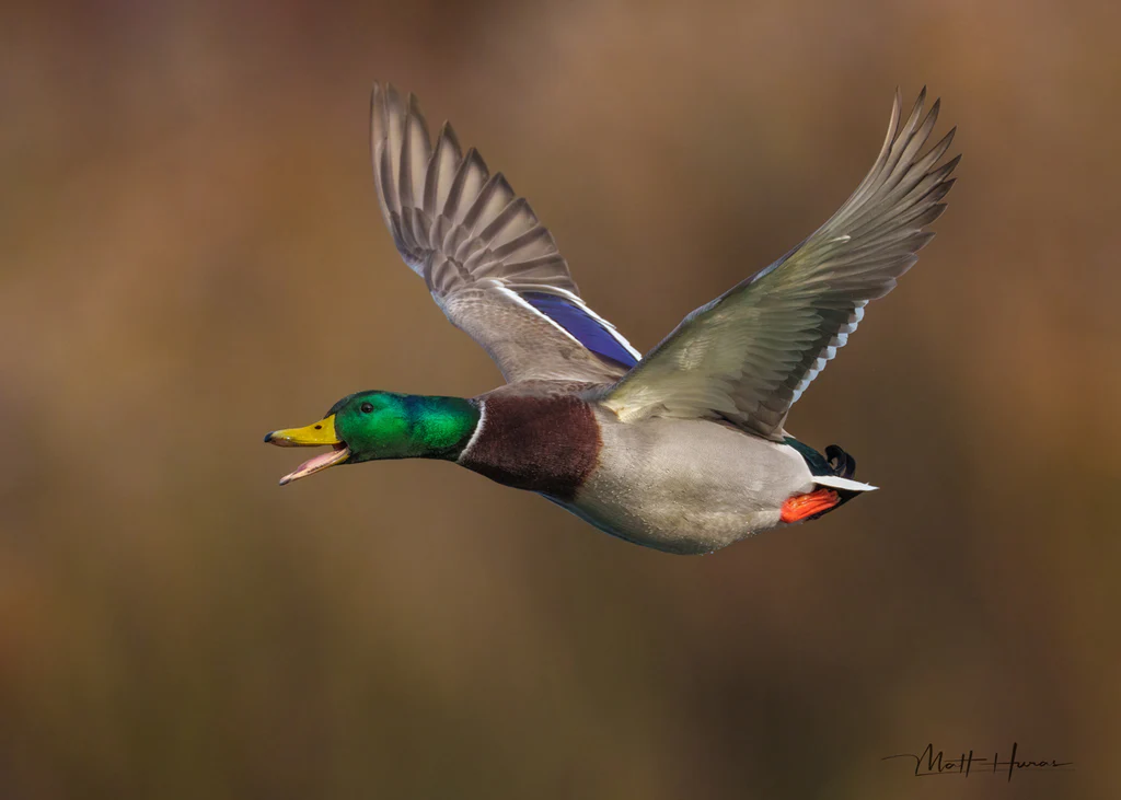Happy Mallard Flying - Unstretched Canvas