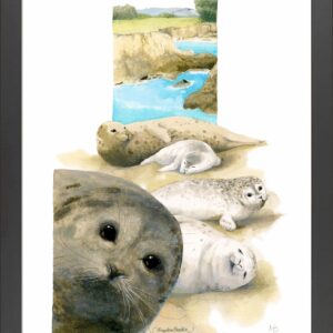 Harbor Seals at The Sea Ranch - 11″ x 14″ Art Print